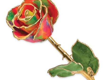 Aurora Rainbow Rose with Gold Trim on Sale