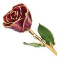 Abracadabra Rose with Gold Trim For Sale