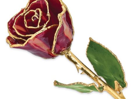 Abracadabra Rose with Gold Trim For Sale