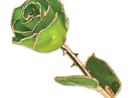 Apple Green Rose with Gold Trim Supply