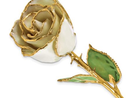 Birthstone Pearl White Colored Rose for June with Gold Trim For Sale